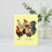 Vier Gamecocks Postkarte (Stehend Vorderseite)