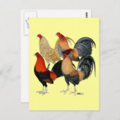 Vier Gamecocks Postkarte (Vorne/Hinten)