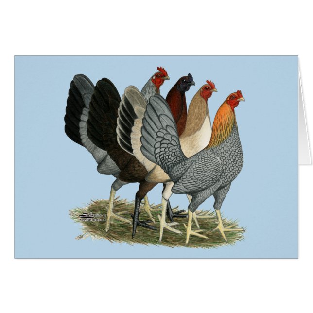 Vier Gamefowl Hennen (Vorderseite (Horizontal))