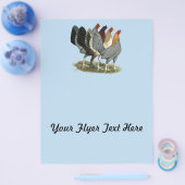 Vier Gamefowl Hennen Flyer (Einzeln)