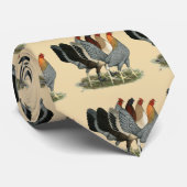Vier Gamefowl Hennen Krawatte (Gerollt)