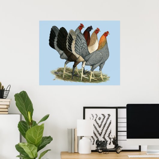Vier Gamefowl Hennen Poster (Heimbüro)