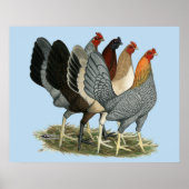 Vier Gamefowl Hennen Poster (Vorne)