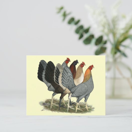 Vier Gamefowl Hennen Postkarte (Stehend Vorderseite)