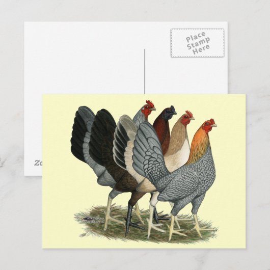 Vier Gamefowl Hennen Postkarte (Vorne/Hinten)