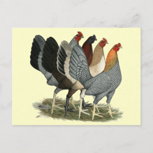 Vier Gamefowl Hennen Postkarte