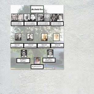 Vier-Generationen-Chinesischer-Ulmen-Familienbaum- Poster