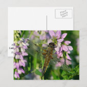 Vier-gepunktete Chaser-Dragonfly Postkarte (Vorne/Hinten)