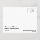 Vier-gepunktete Chaser-Dragonfly Postkarte (Rückseite)