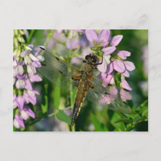 Vier-gepunktete Chaser-Dragonfly Postkarte