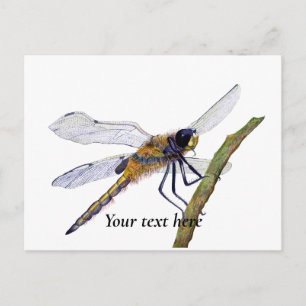 Vier-Gepunktete Chaser Dragonfly Wasserfarbe Postk Postkarte