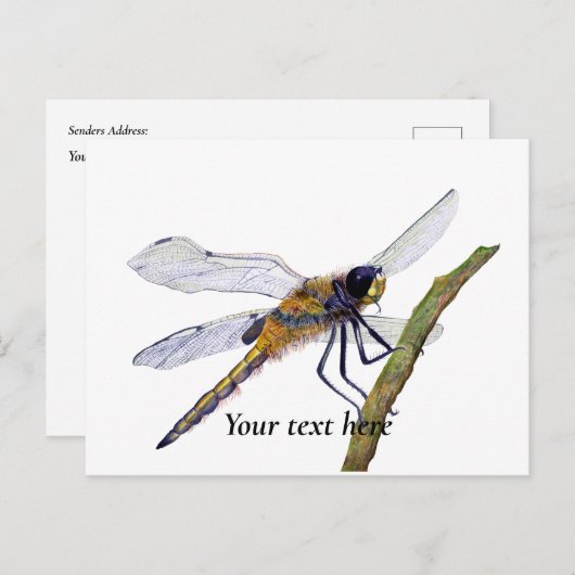 Vier-Gepunktete Chaser Dragonfly Wasserfarbe Postk Postkarte (Vorne/Hinten)