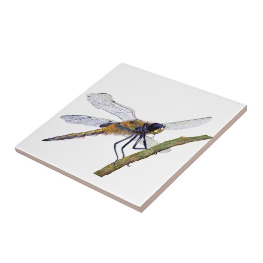 Vier Gepunktete Libelle Fliese (Seite)