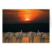 Vier glückliche Elefanten (Vorderseite (Horizontal))