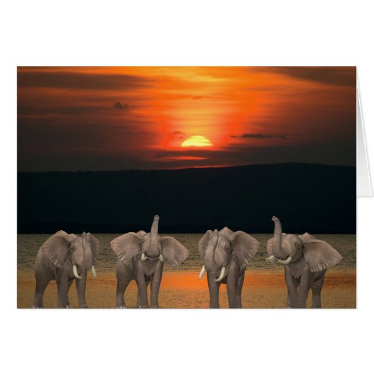 Vier glückliche Elefanten (Vorderseite (Horizontal))