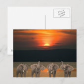 Vier glückliche Elefanten Postkarte (Vorne/Hinten)