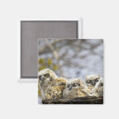 Vier große Hornhühner (Bubo Virginianus) Magnet (Vorderseite/Rückseite)