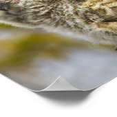 Vier große Hornhühner (Bubo Virginianus) Poster (Ecke)