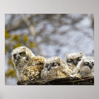 Vier große Hornhühner (Bubo Virginianus) Poster