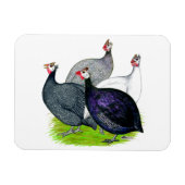 Vier Guinea Magnet (Horizontal)