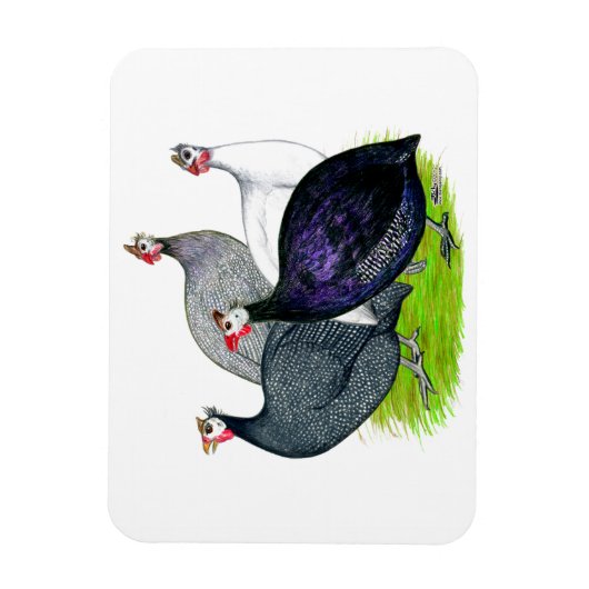 Vier Guinea Magnet (Vertikal)