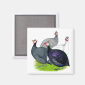 Vier Guinea Magnet (Vorderseite/Rückseite)