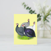 Vier Guinea Postkarte (Stehend Vorderseite)