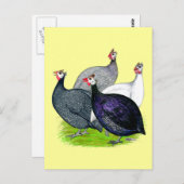 Vier Guinea Postkarte (Vorne/Hinten)