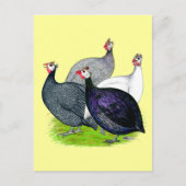 Vier Guinea Postkarte (Vorderseite)