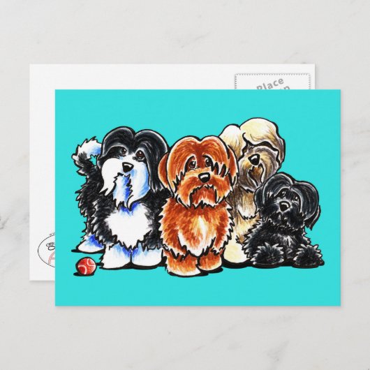 Vier Havanese Postkarte (Vorne/Hinten)