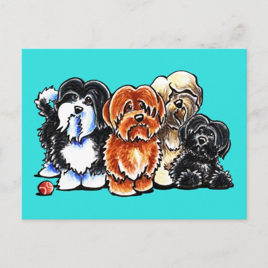 Vier Havanese Postkarte (Vorderseite)
