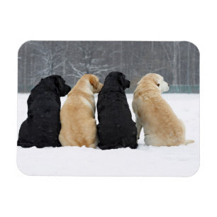 Vier Hunde im Schnee Magnet