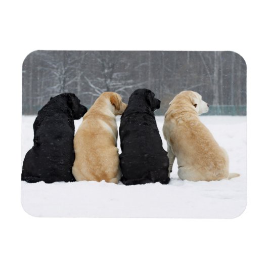 Vier Hunde im Schnee Magnet (Horizontal)