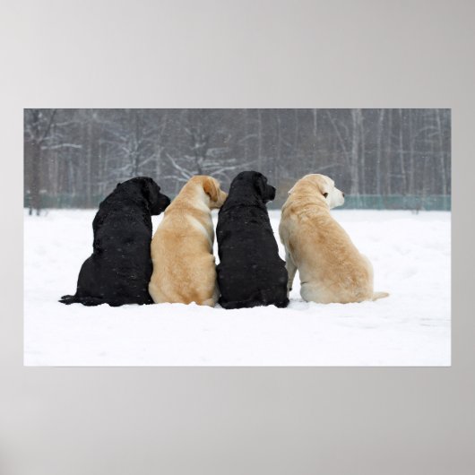 Vier Hunde im Schnee Poster (Vorne)