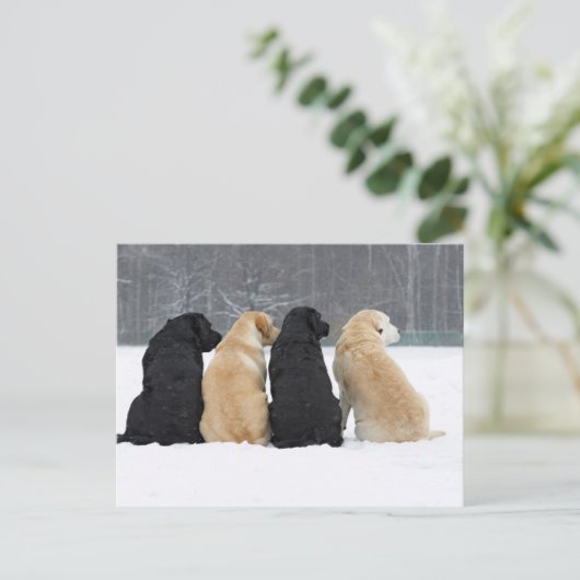 Vier Hunde im Schnee Postkarte (Stehend Vorderseite)