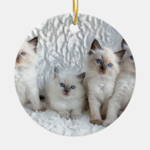 Vier junge Ragdoll Katzen, die in Folge sitzen Keramik Ornament