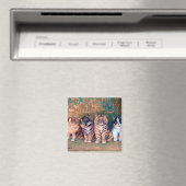 Vier Kätzchen, Louis Wain Magnet (In Situ (Geschirrspüler))