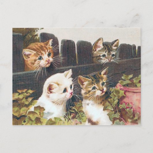 "Vier Kätzchen" Vintage Postkarte (Vorderseite)