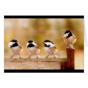 Vier kleine Chickadees