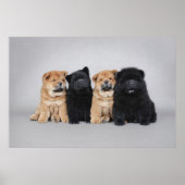 Vier kleine Chow Chow Welpen Poster (Vorne)
