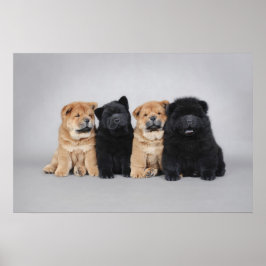 Vier kleine Chow Chow Welpen Poster