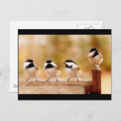 Vier kleine Küken Postkarte (Vorne/Hinten)