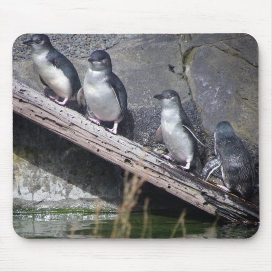 Vier kleine Pinguine Mousepad (Vorne)