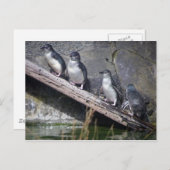 Vier kleine Pinguine Postkarte (Vorne/Hinten)