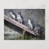 Vier kleine Pinguine Postkarte (Vorderseite)