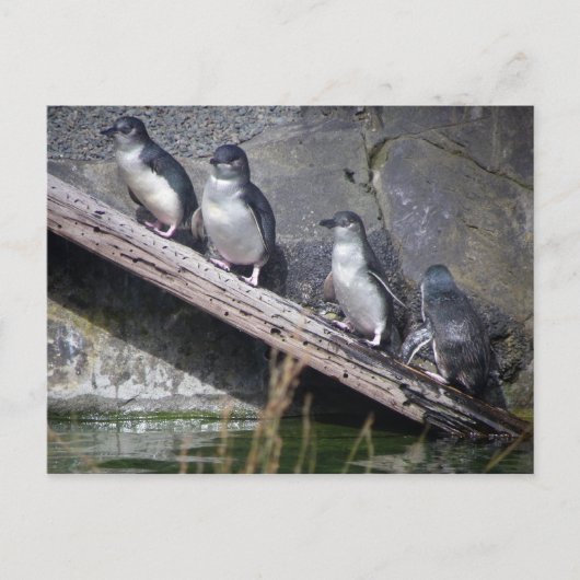 Vier kleine Pinguine Postkarte (Vorderseite)