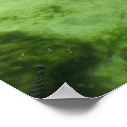 Vier Krokodile Poster (Ecke)