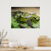 Vier Krokodile Poster (Küche)