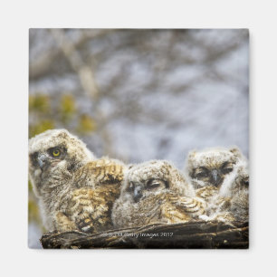 Vier Küken des Virginia-Uhu-(Bubo Virginianus) Magnet