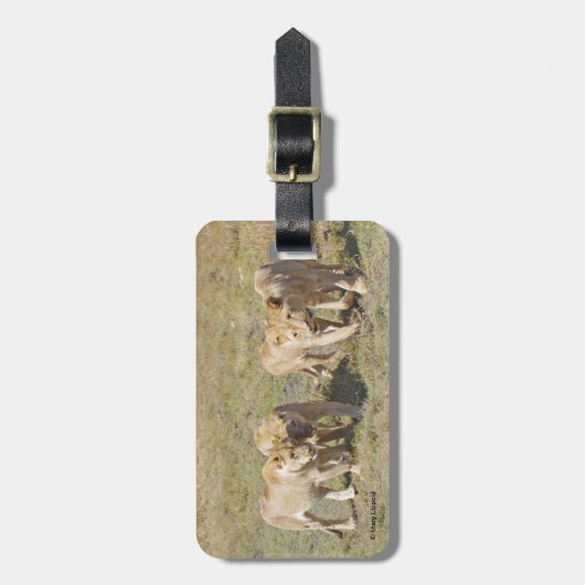 Vier Lionesse Gepäckanhänger (Vorderseite vertikal)